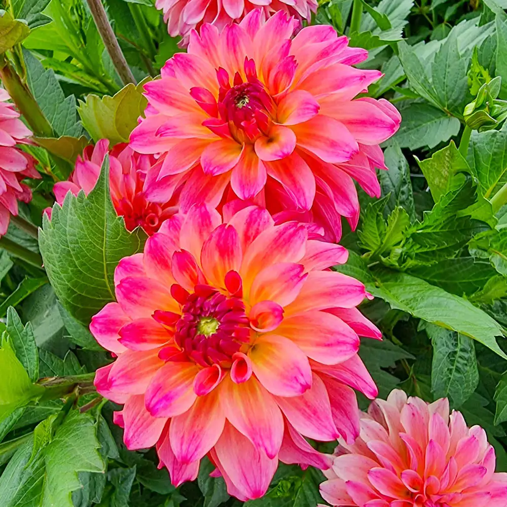 Decorative Dahlia Belfloor
