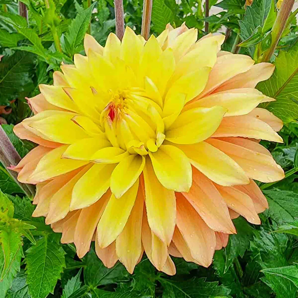 Decorative Dahlia Blushing Lady - Image 2