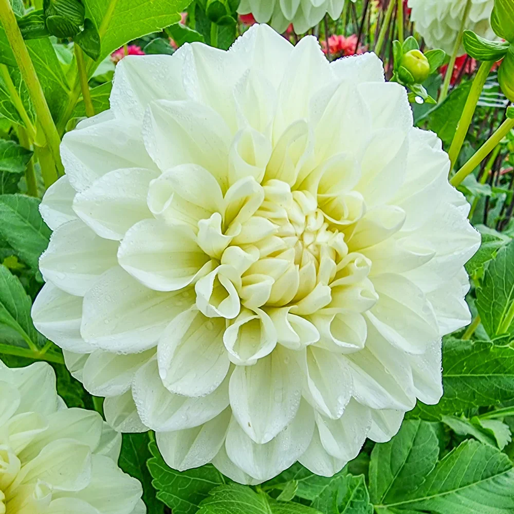 Decorative Dahlia Bride To Be