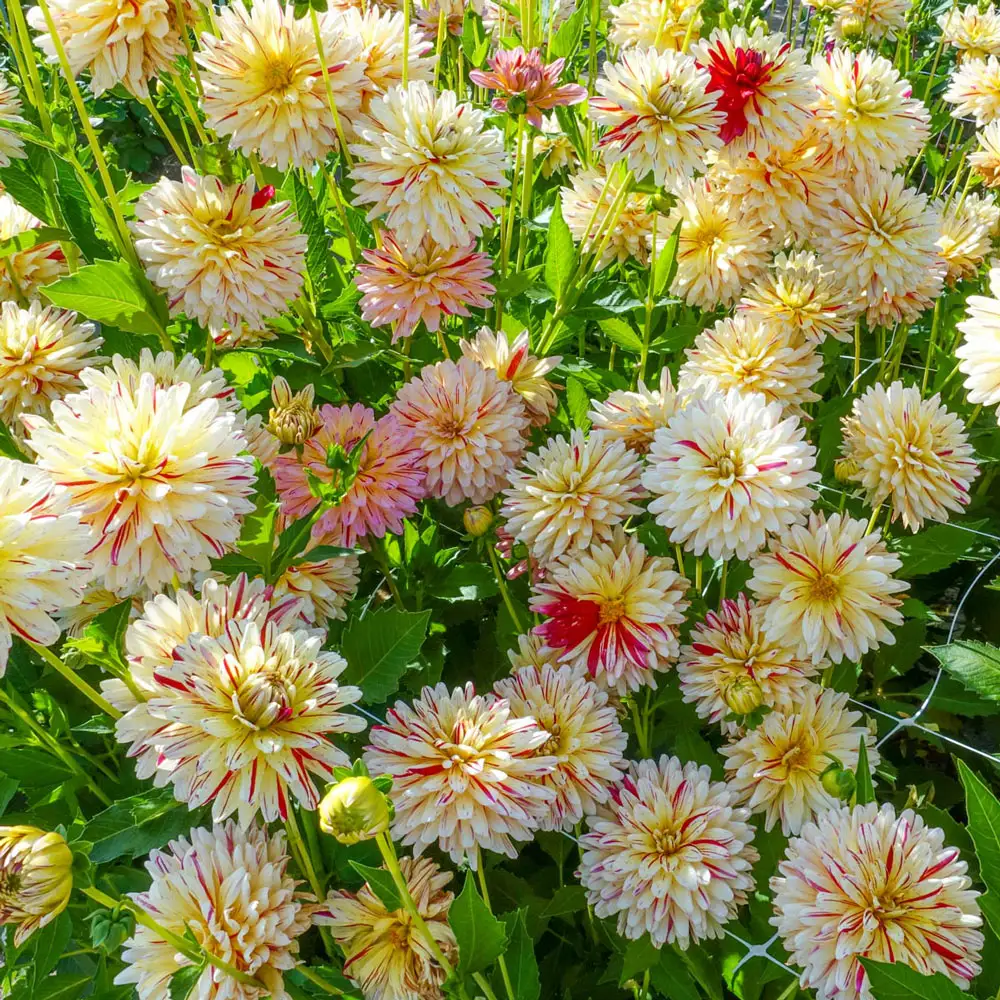 Decorative Dahlia Crème Silence - Image 2