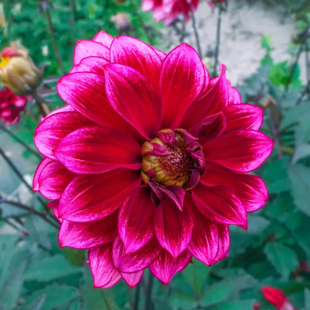 Decorative Dahlia Darkarin