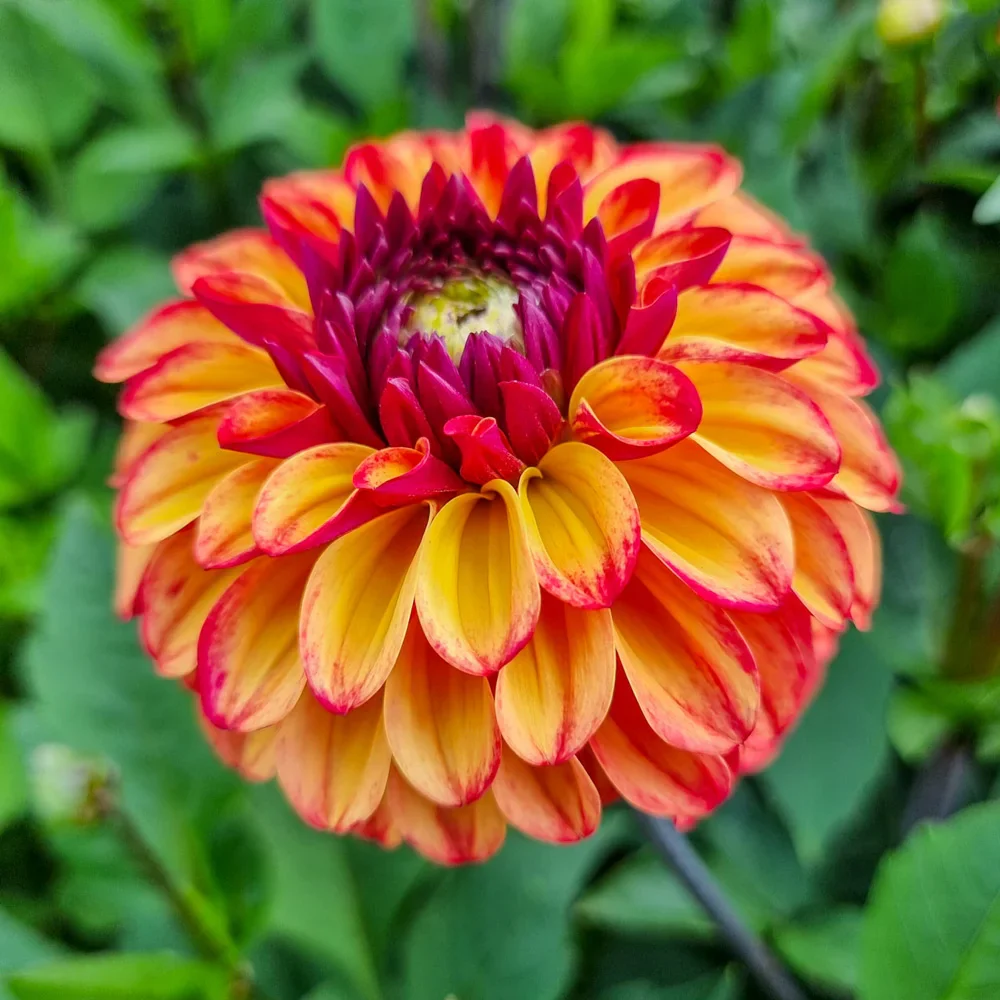 Decorative Dahlia Ding a Dong - Image 3