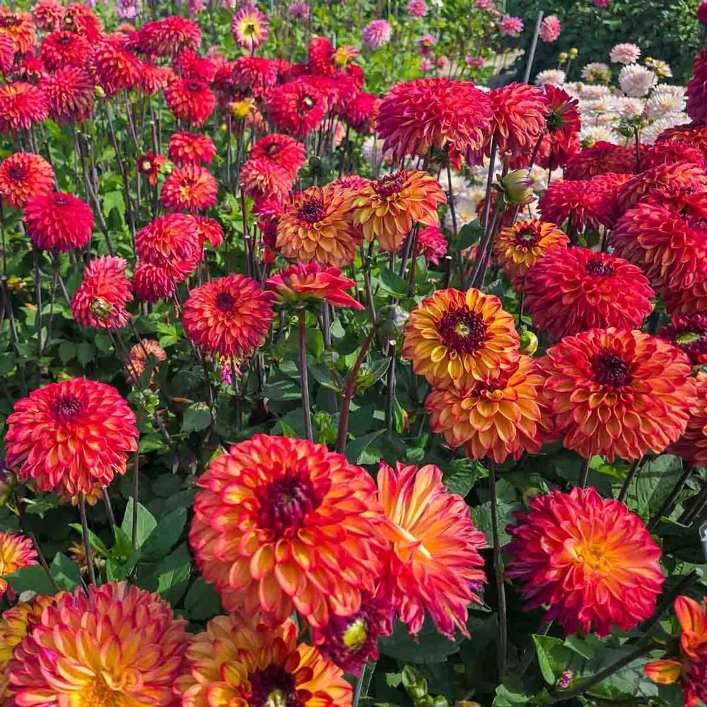 Decorative Dahlia Ding a Dong - Image 4