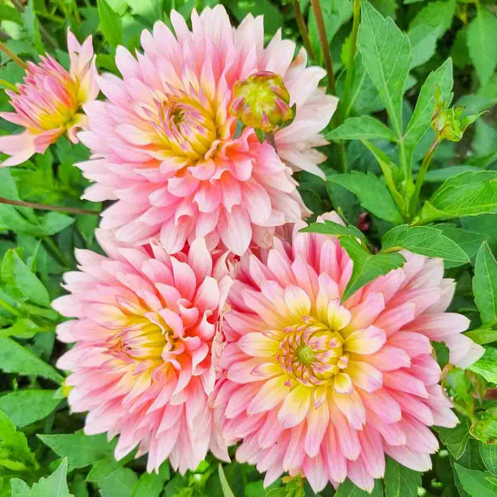 Decorative Dahlia Extase - Image 3