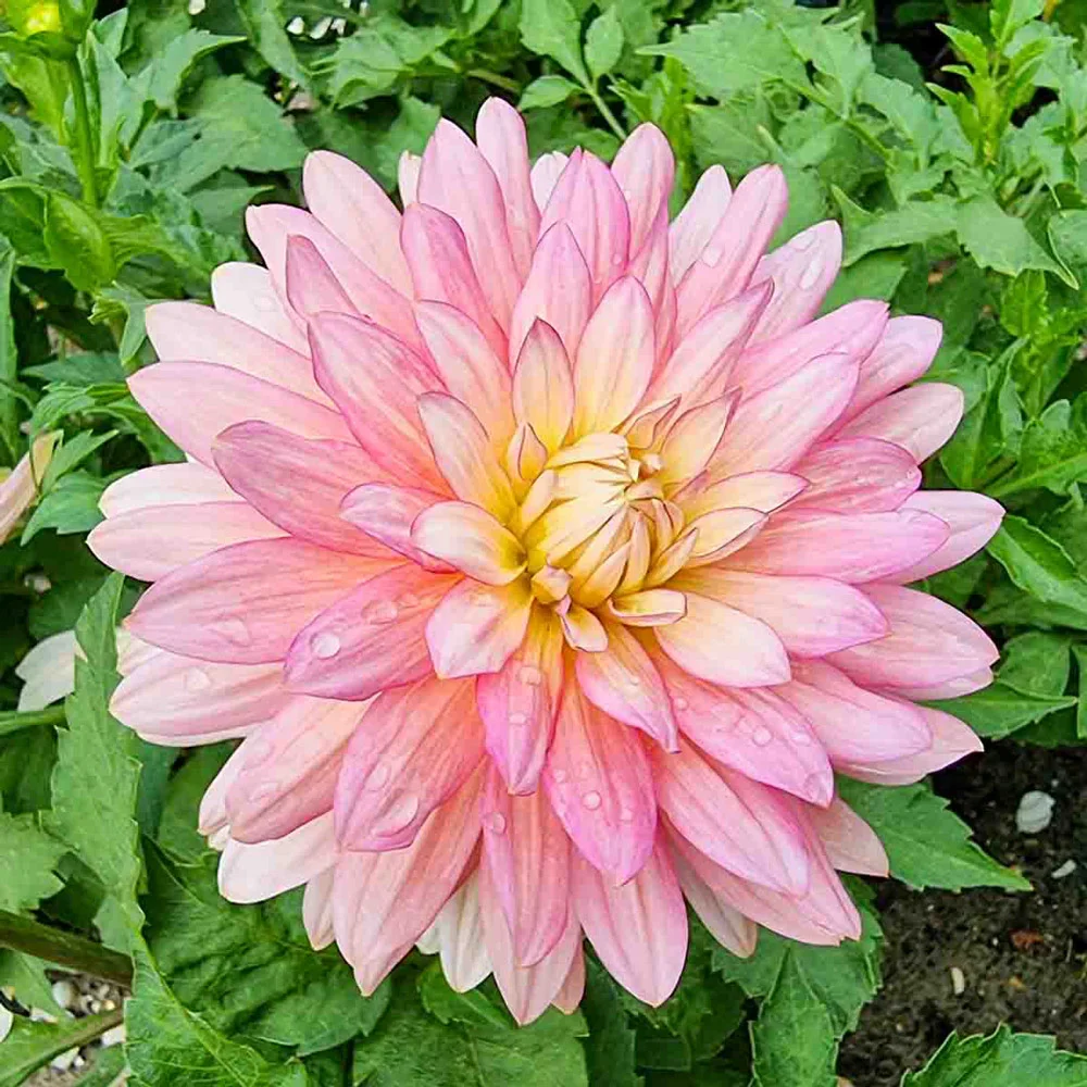 Decorative Dahlia Extase - Image 4