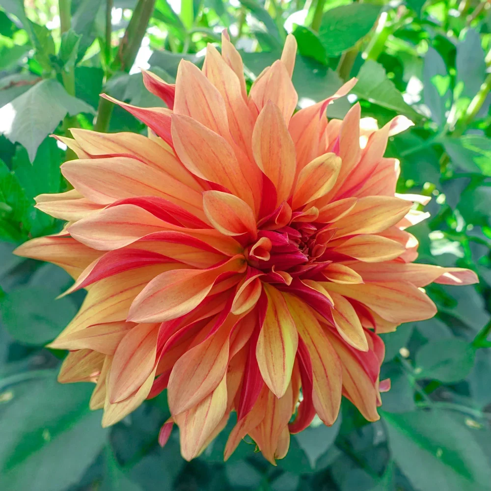 Decorative Dahlia French Cancan