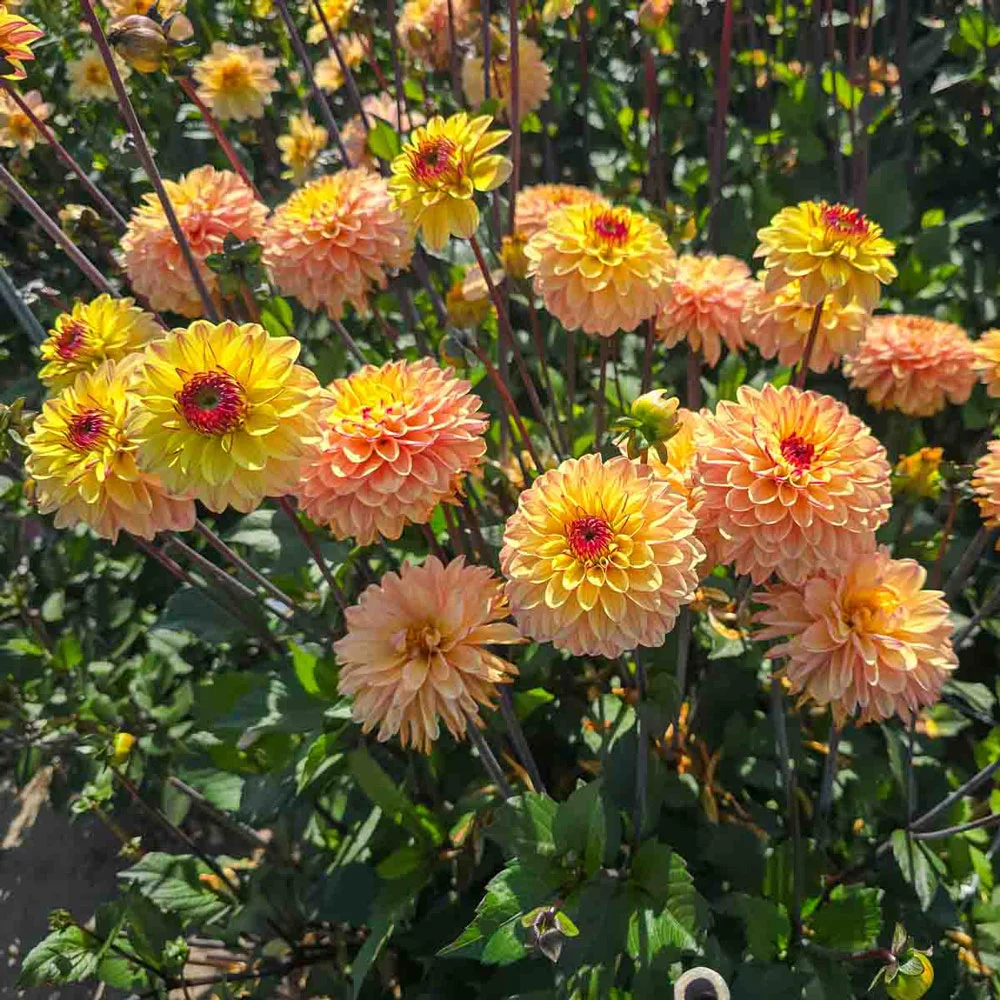 Decorative Dahlia Gelia - Image 3