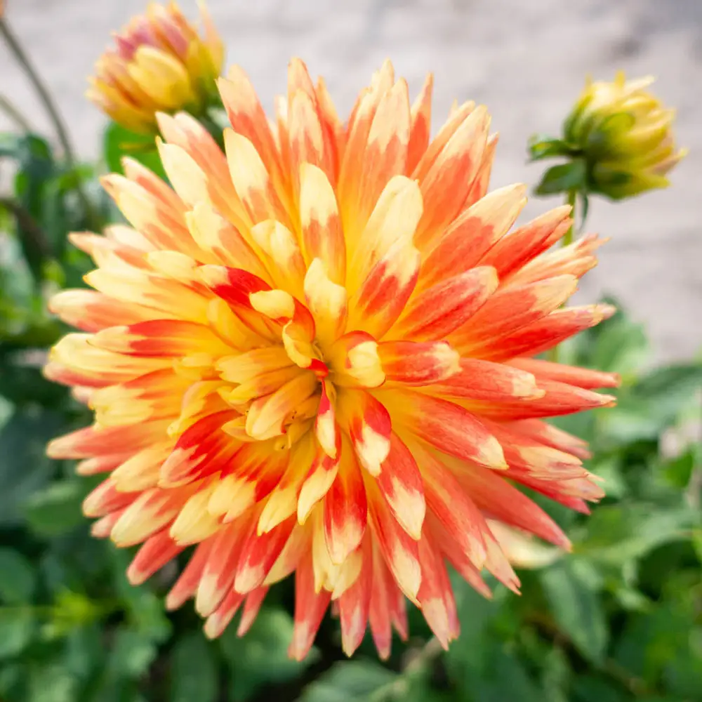Decorative Dahlia Gudoshnik - Image 2