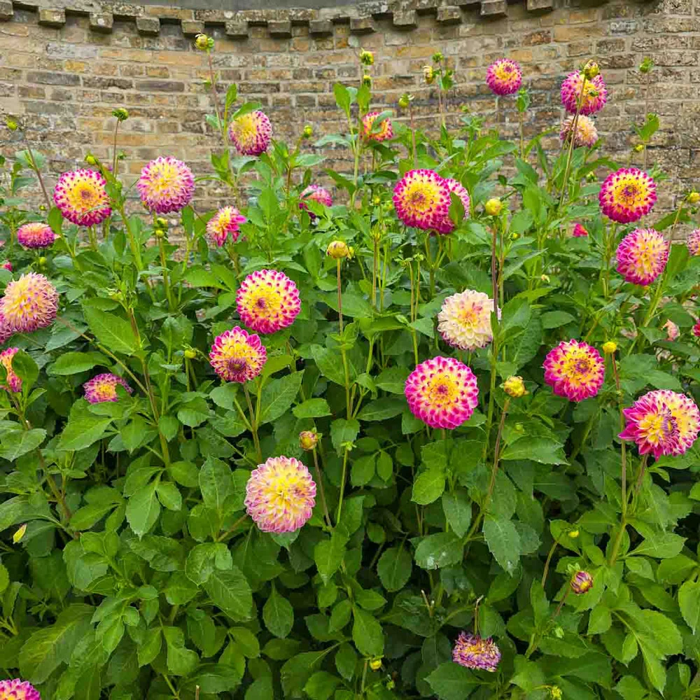 Giant Ball Dahlia Hapet Daydream - Image 3