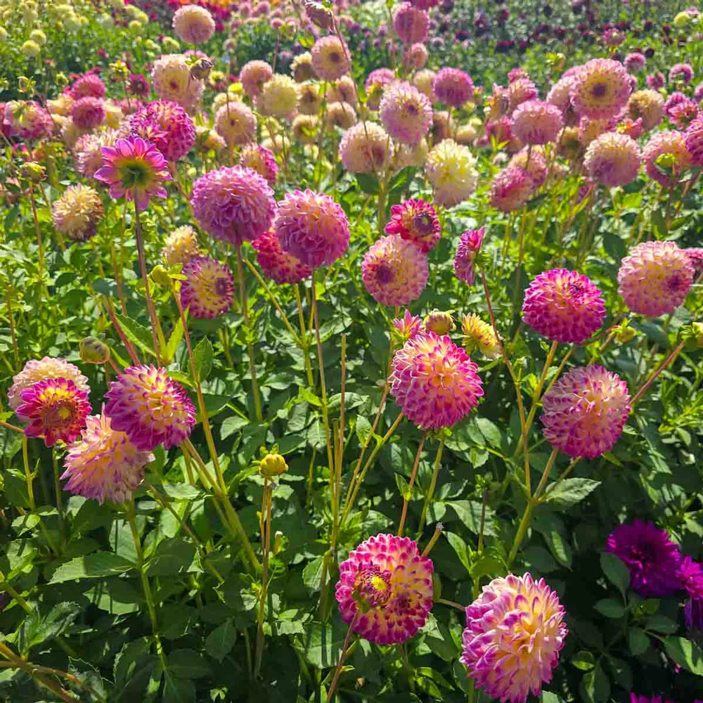 Giant Ball Dahlia Hapet Daydream - Image 4