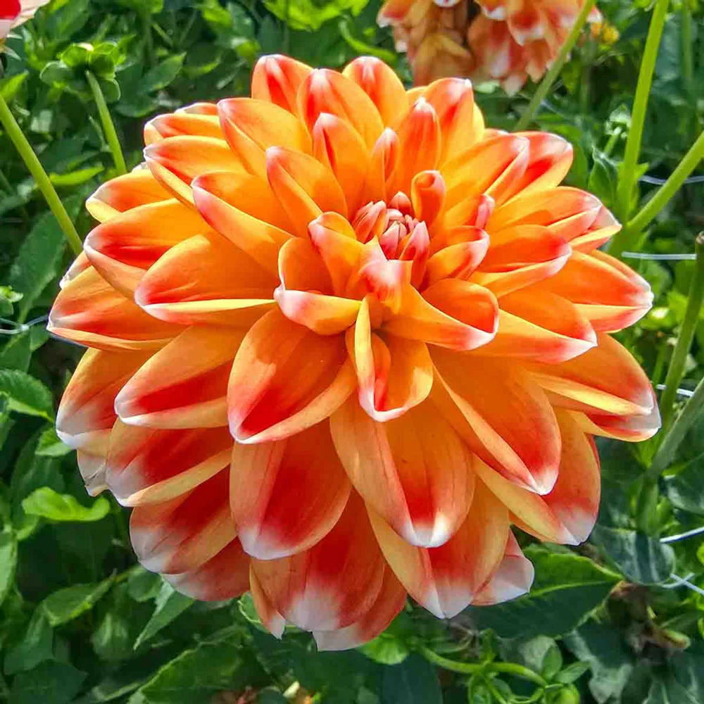 Decorative Dahlia Hapet Harmony - Image 4