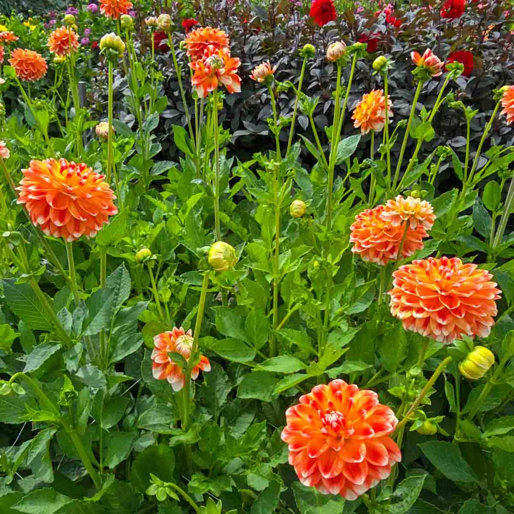 Decorative Dahlia Hapet Harmony - Image 5