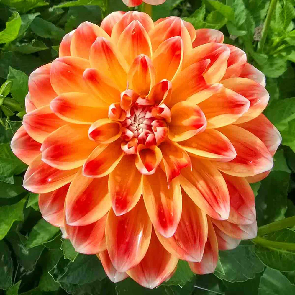Decorative Dahlia Hapet Harmony - Image 6