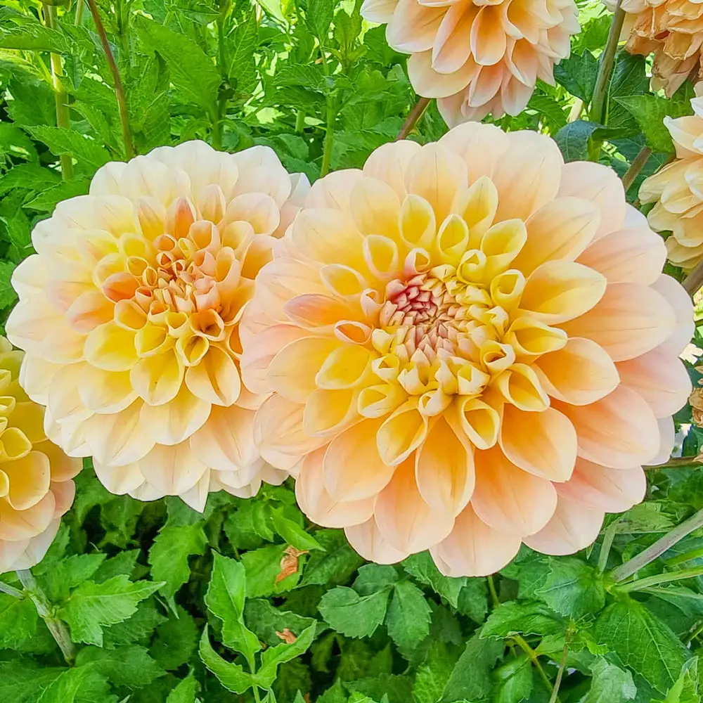 Decorative Dahlia Honey Dew - Image 2