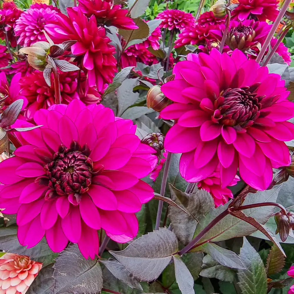 Decorative Dahlia Jennifer Mary Ellen