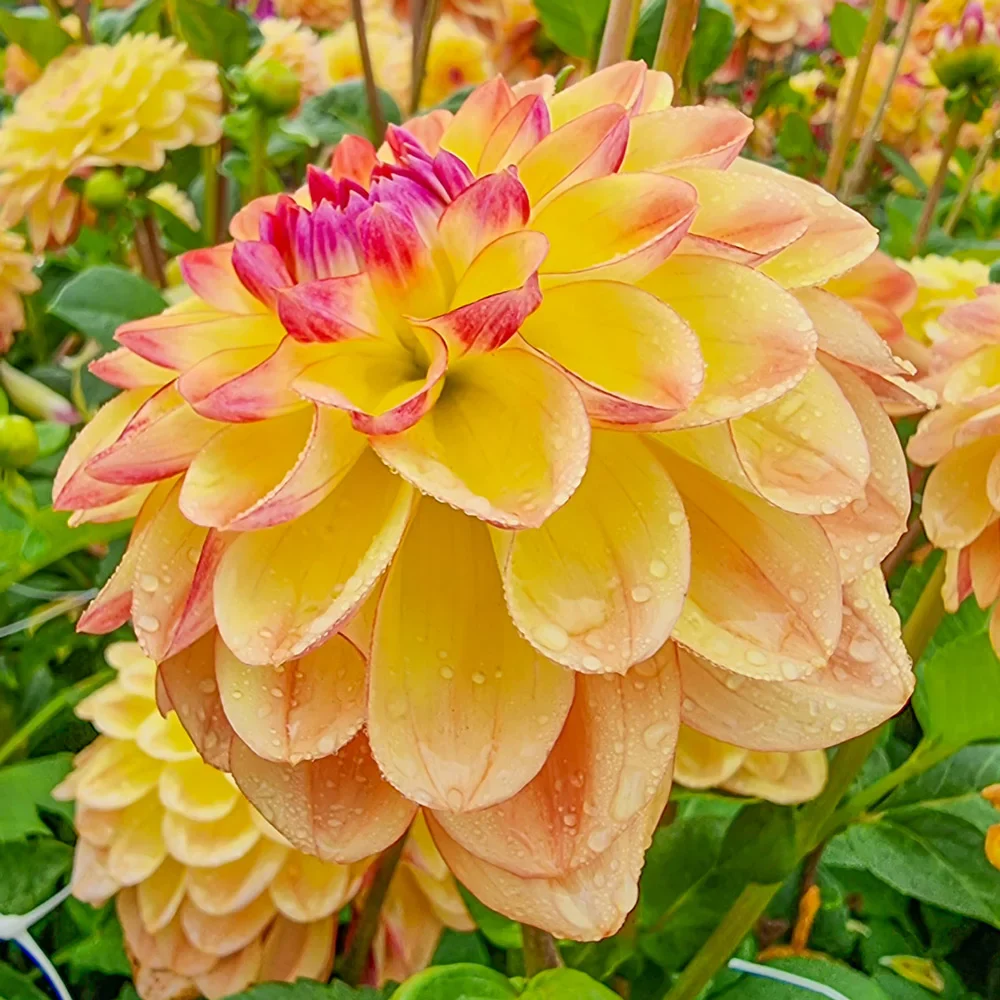 Decorative Dahlia Jowey Julie - Image 3