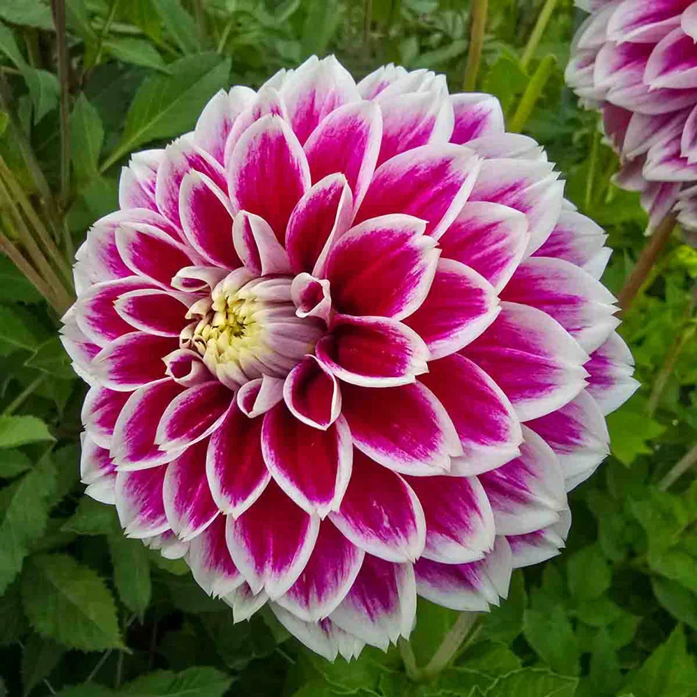 Decorative Dahlia Jowey Paradise - Image 2