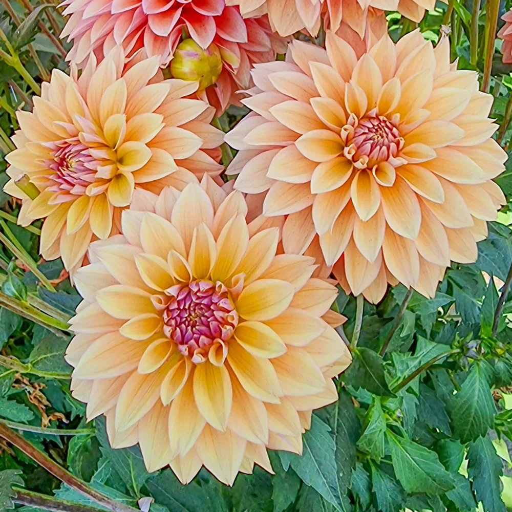 Decorative Dahlia Kick-Off - Image 2