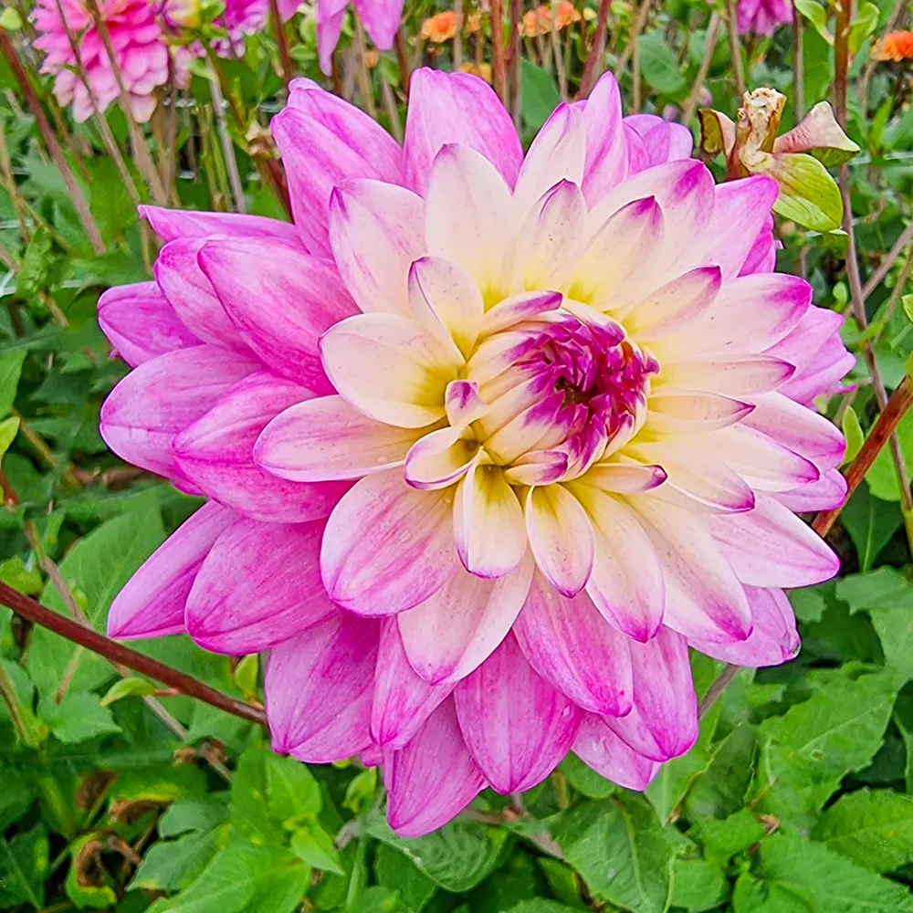 Decorative Dahlia Luka Johanna
