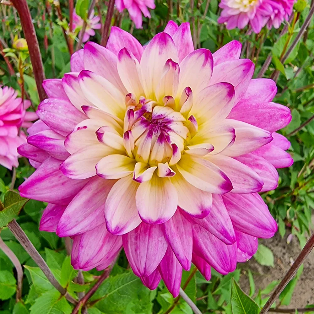 Decorative Dahlia Luka Johanna - Image 3