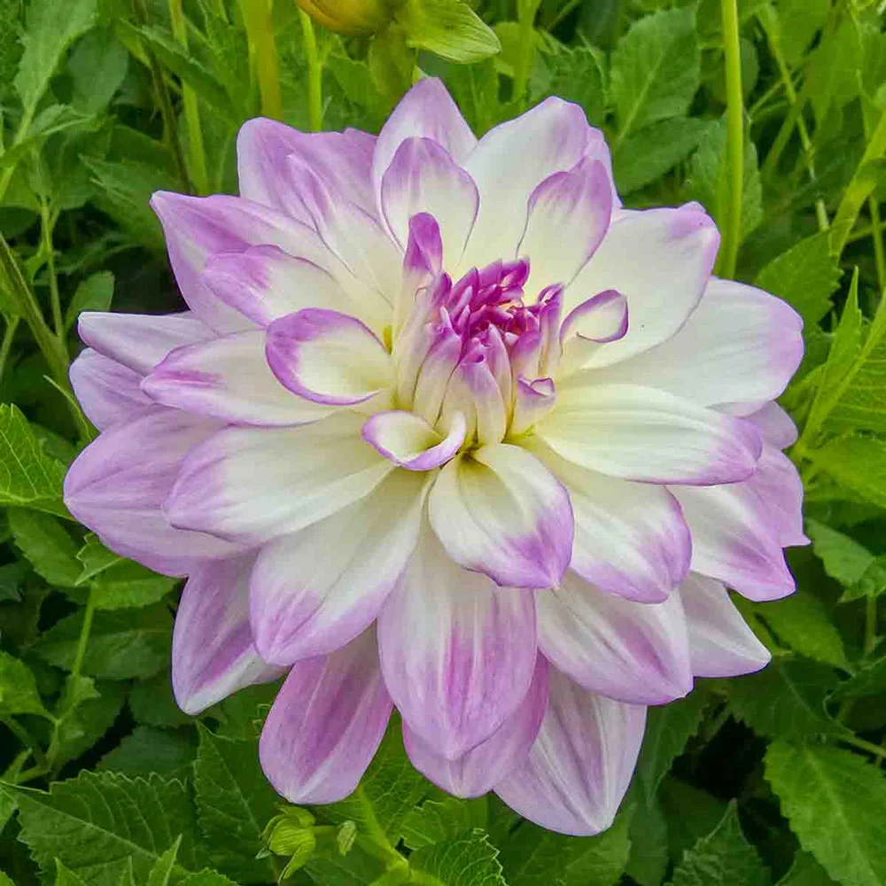 Decorative Dahlia Mikayla Miranda - Image 2
