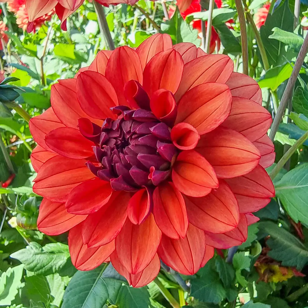 Decorative Dahlia Missis Miley - Image 3