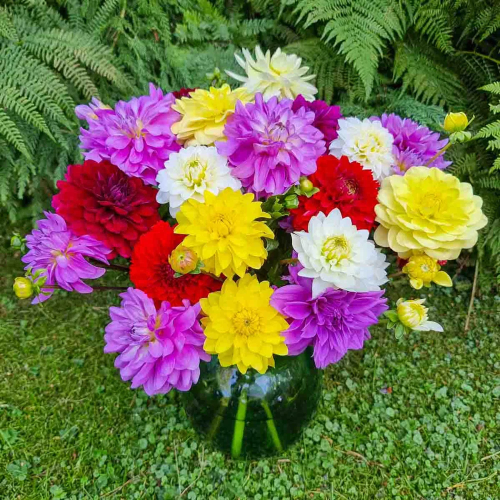 Colorful Decorative Dahlia Mix - Image 10