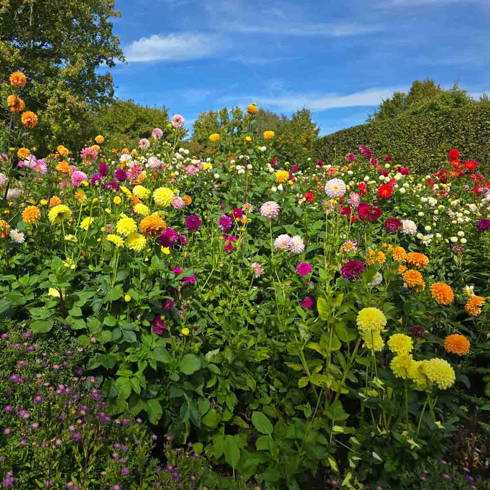 Colorful Decorative Dahlia Mix - Image 11