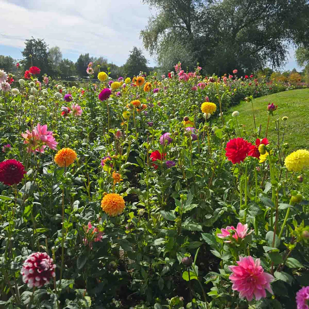 Colorful Decorative Dahlia Mix - Image 12