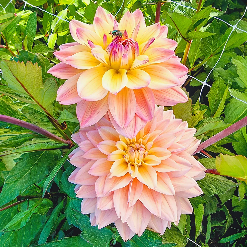 Decorative Dahlia Mondriaan - Image 2