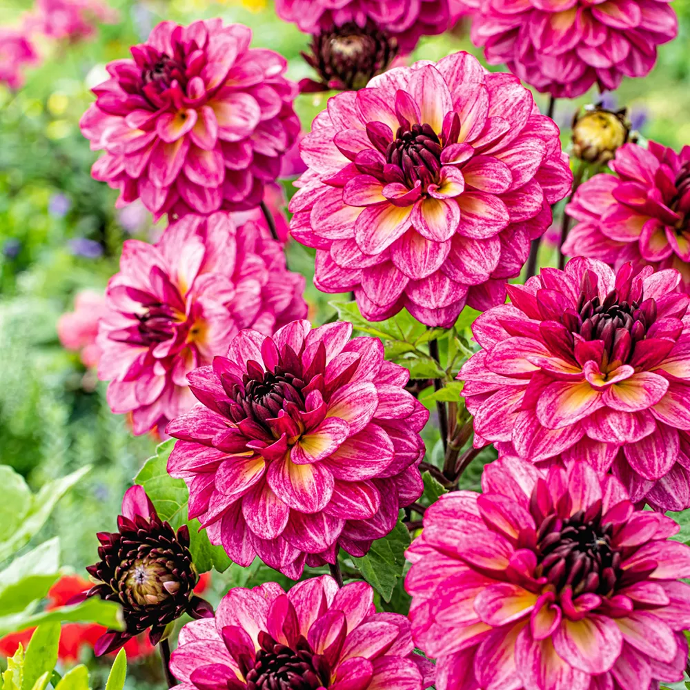 Decorative Dahlia Muchacha