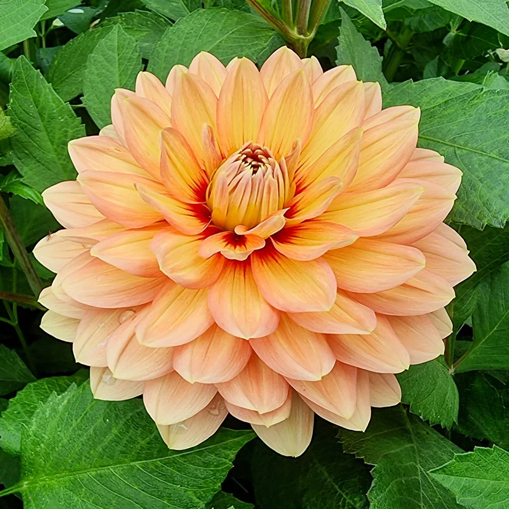 Decorative Dahlia Nicholas