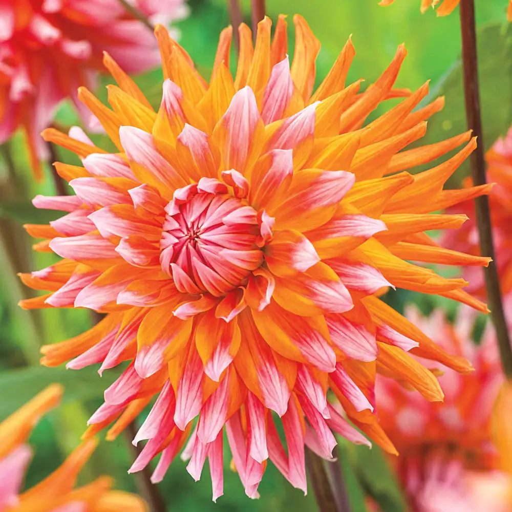 Decorative Dahlia Orange Turmoil - Image 2