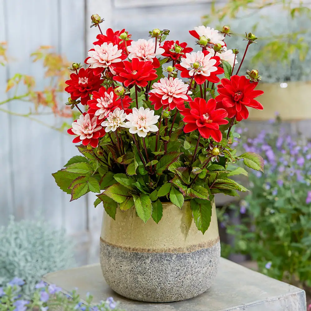 Decorative Dahlia Pacific Time - Image 2
