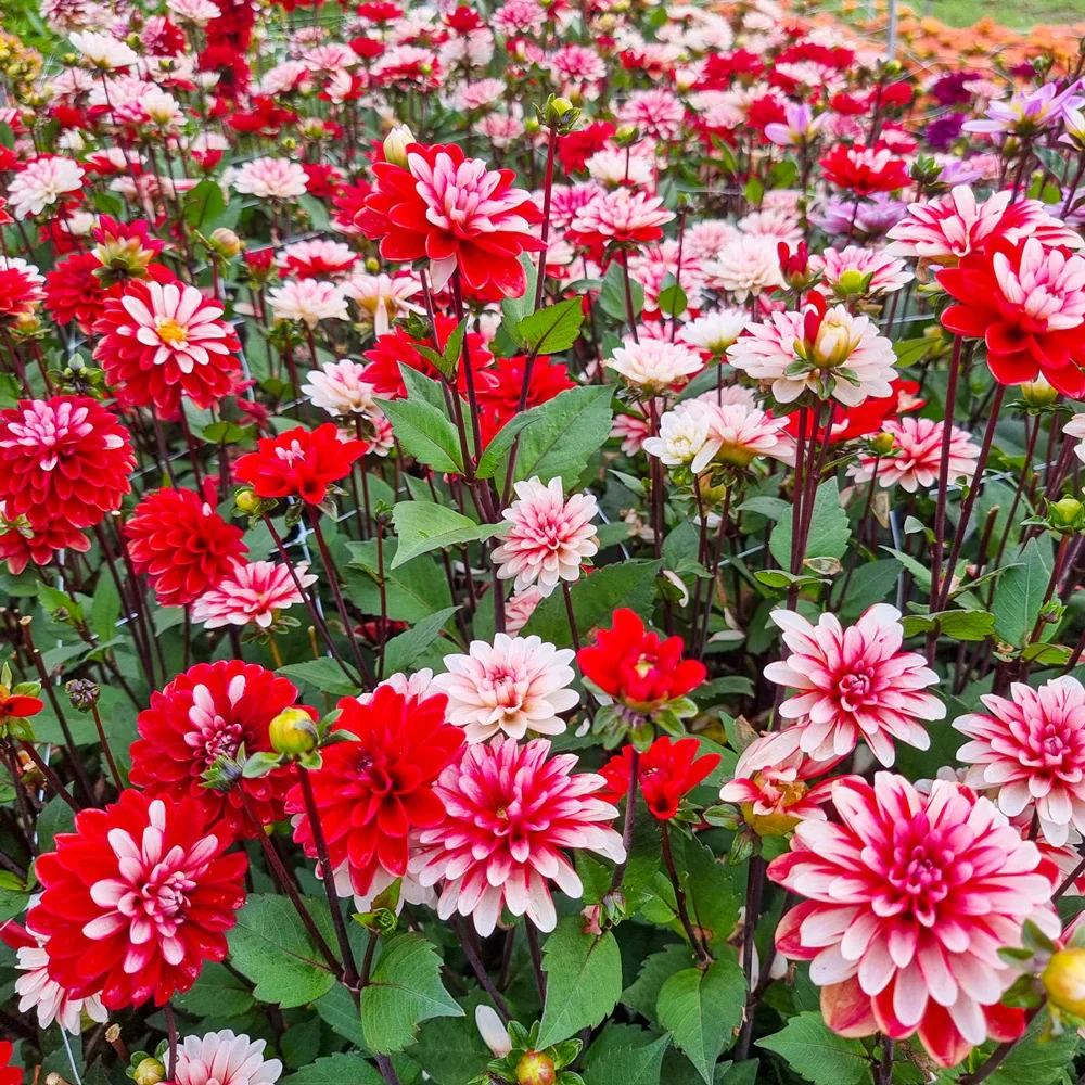 Decorative Dahlia Pacific Time - Image 3