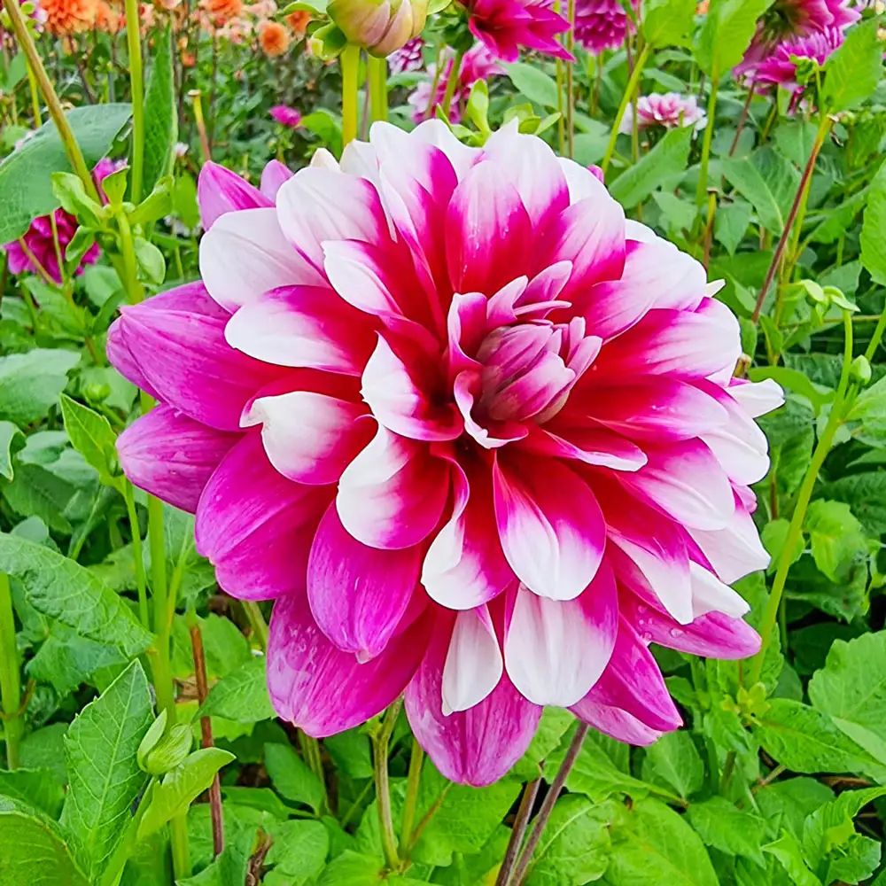 Decorative Dahlia Patches