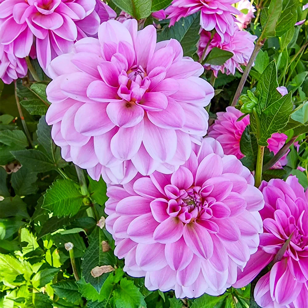 Decorative Dahlia Pink Pop - Image 2