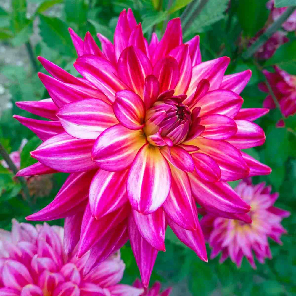 Decorative Dahlia Pinkie Swear - Image 3