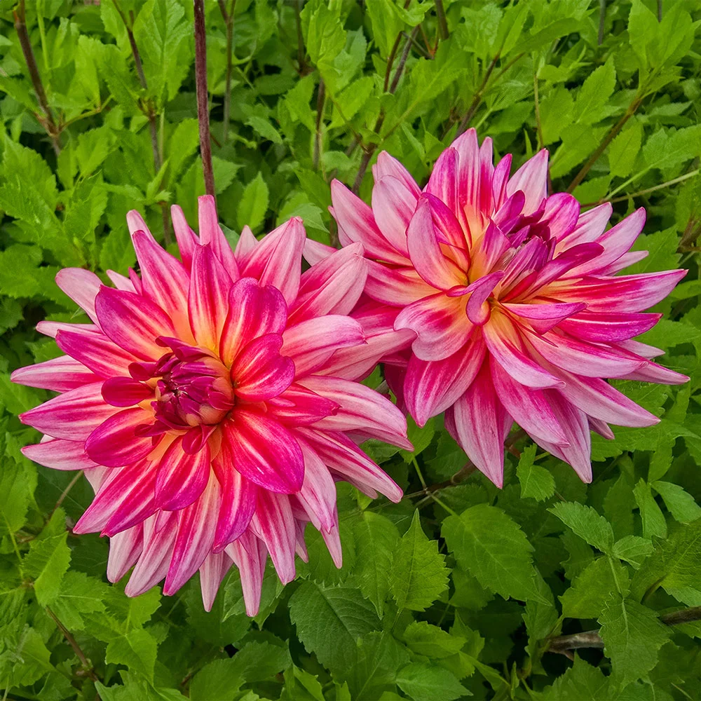 Decorative Dahlia Pinkie Swear - Image 4