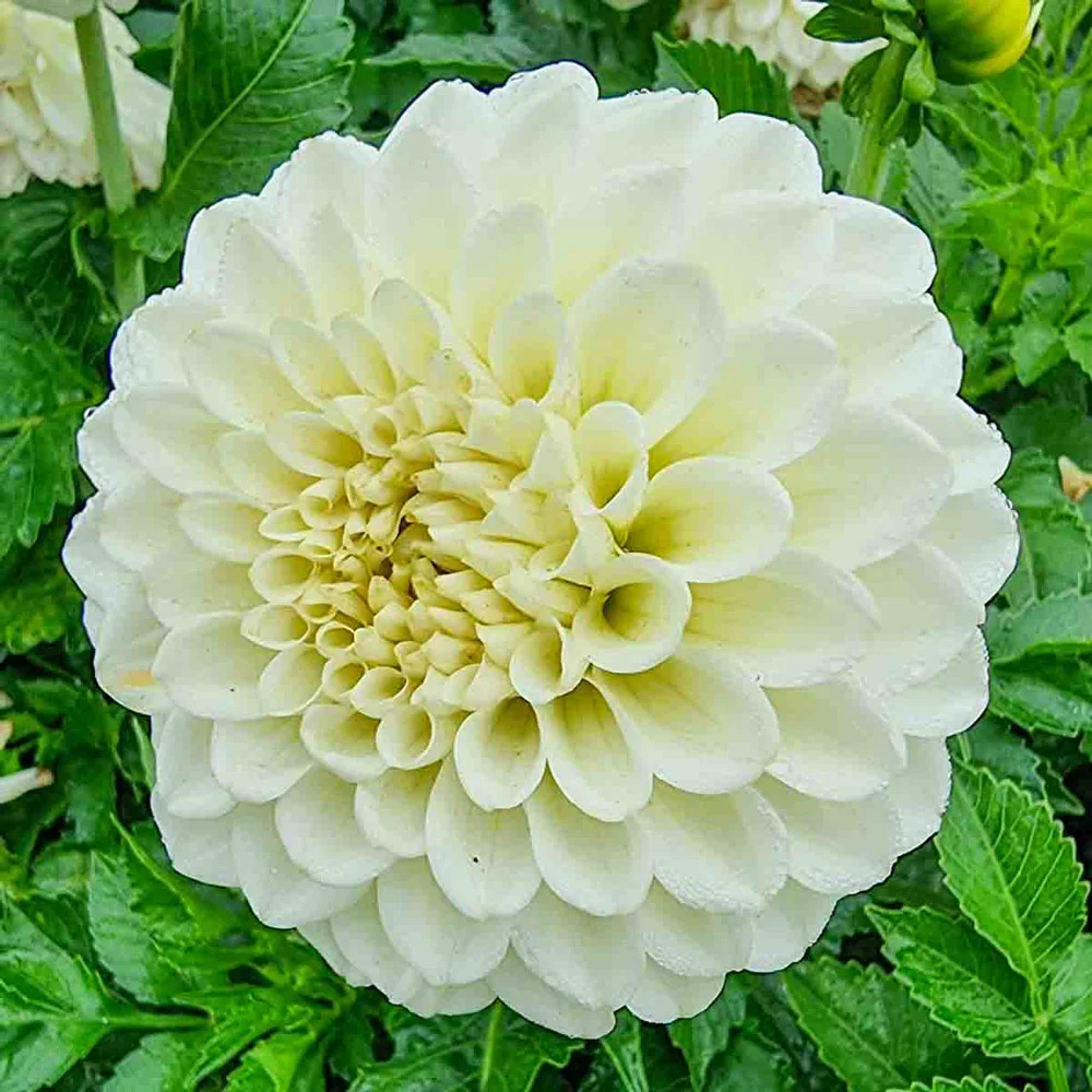 Decorative Dahlia Popcorn - Image 3