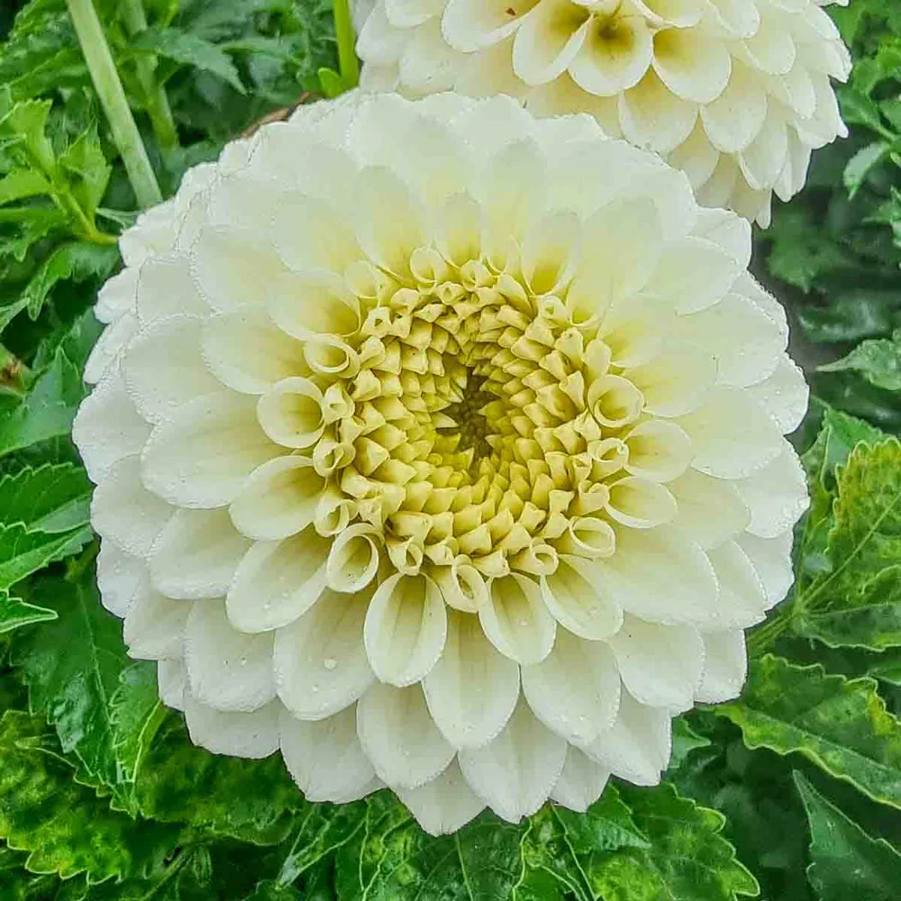 Decorative Dahlia Popcorn - Image 4