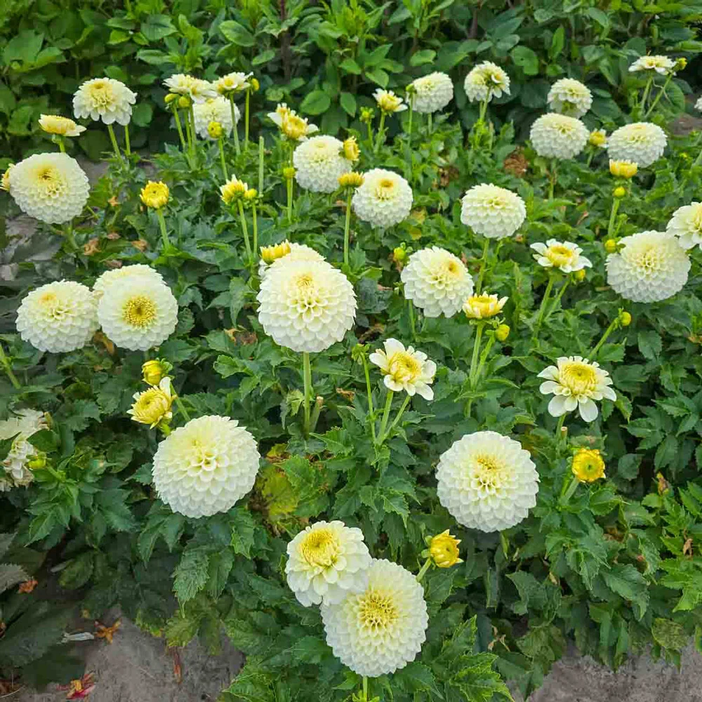 Decorative Dahlia Popcorn - Image 5