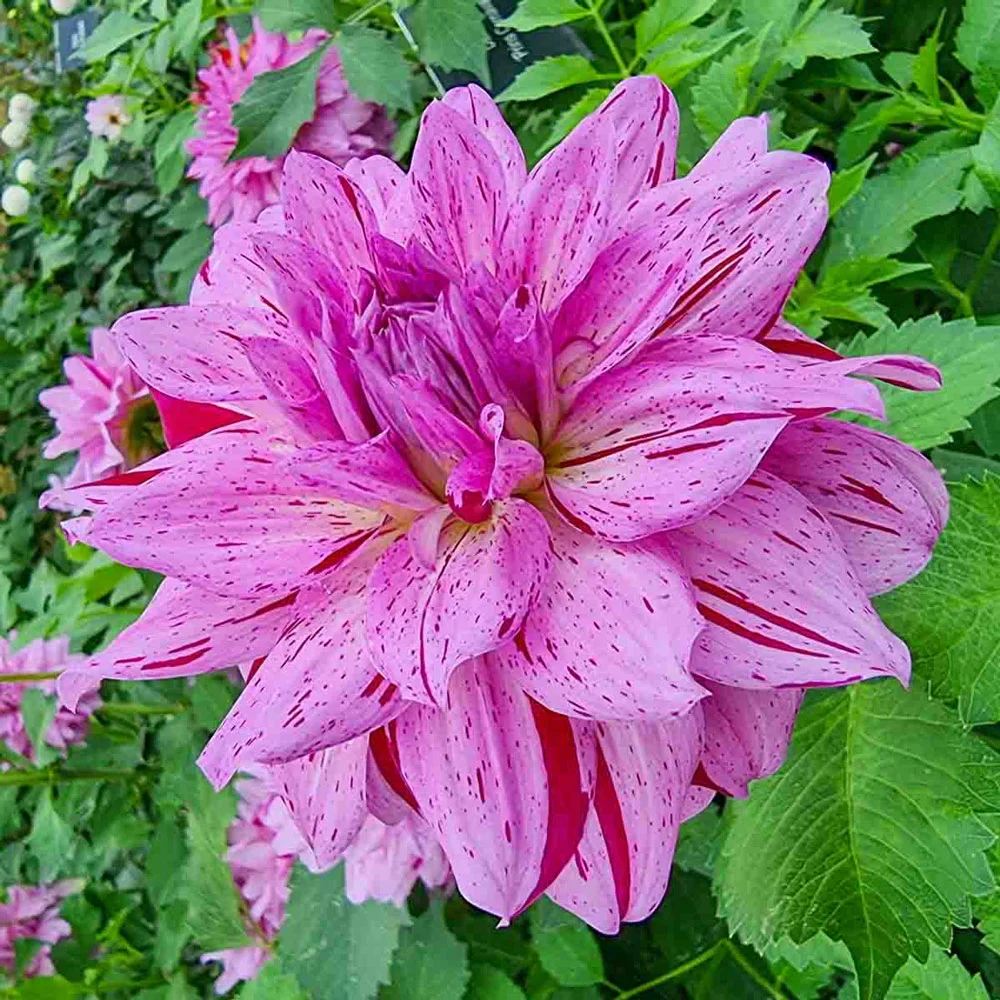 Decorative Dahlia Prince Carnival - Image 2