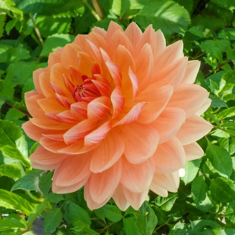 Decorative Dahlia Rancho