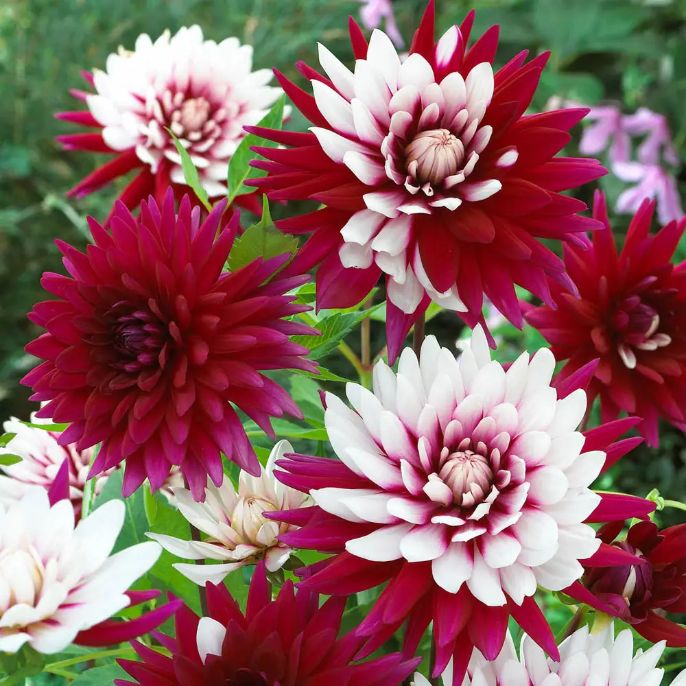 Decorative Dahlia Rebecca's World