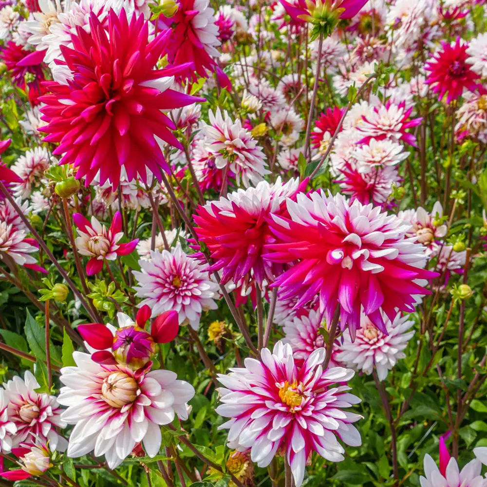 Decorative Dahlia Rebecca's World - Image 2