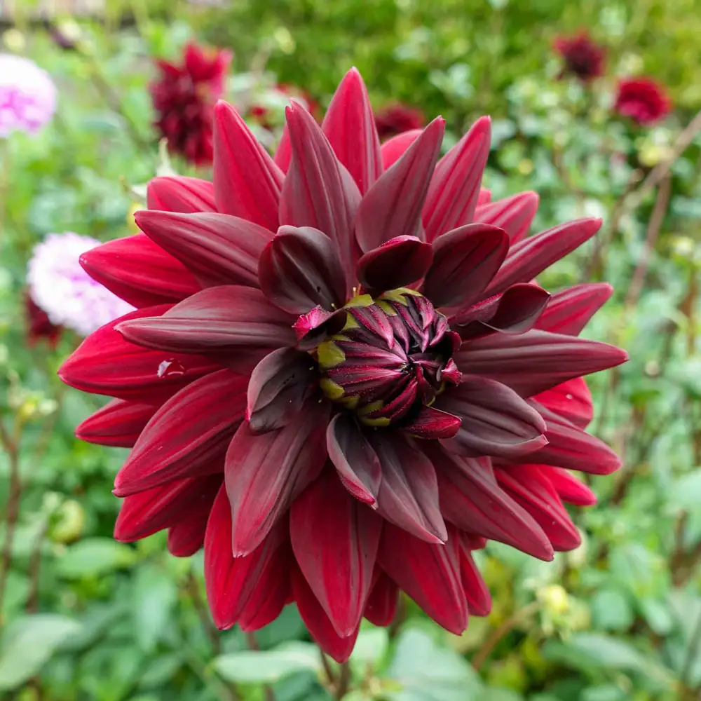 Decorative Dahlia Sam Hopkins