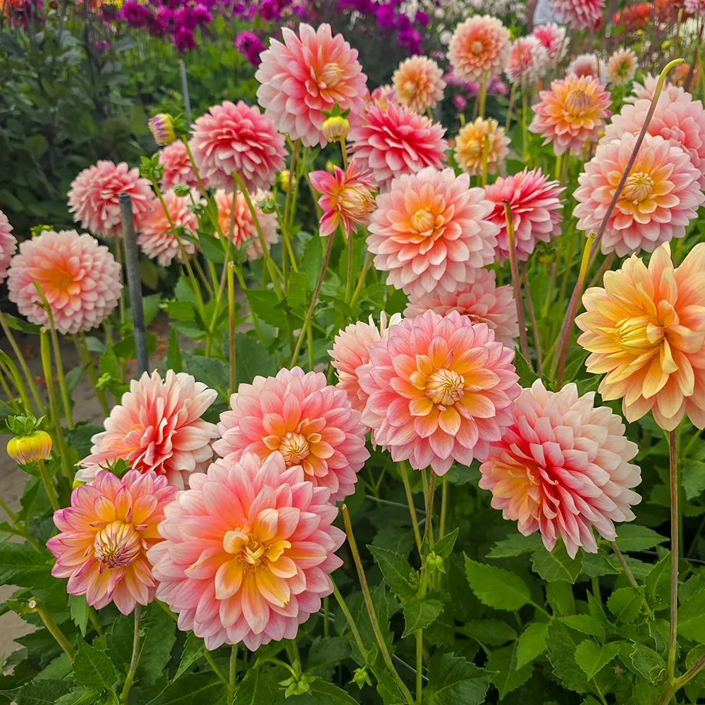 Decorative Dahlia Sheer Heaven - Image 3