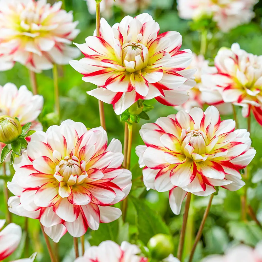 Decorative Dahlia Short Track