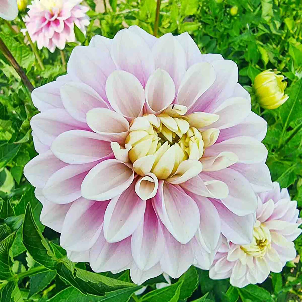 Decorative Dahlia Sweet Lucille - Image 4